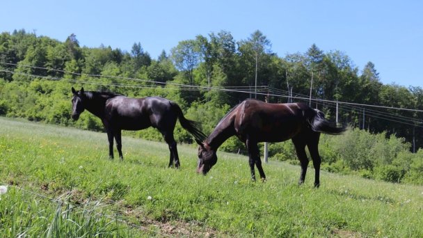 Ubytovanie Ranch 13 5