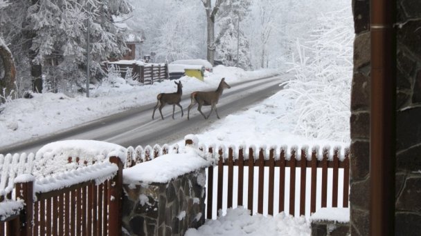 Chata Horec Oščadnica 131 Chata Horec Oščadnica 131