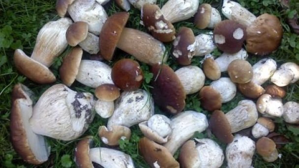 Chalupa Sosna Liptovské Revúce 7