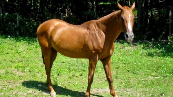 Chaty pod Gýmešom, rekreačné zariadenie Jelenec 33 Chaty pod Gýmešom, rekreačné zariadenie Jelenec 33