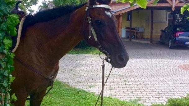 Apartmán pod dubom Poľný Kesov 15 Apartmán pod dubom Poľný Kesov 15