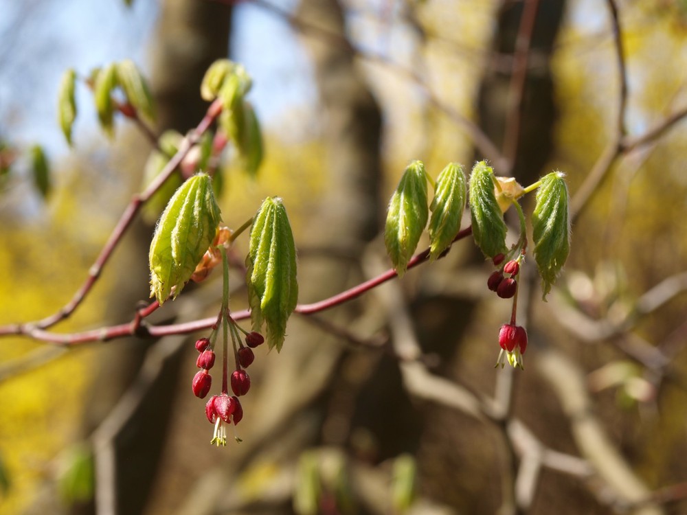 Záber na kvitnúce púčiky na strome počas jari