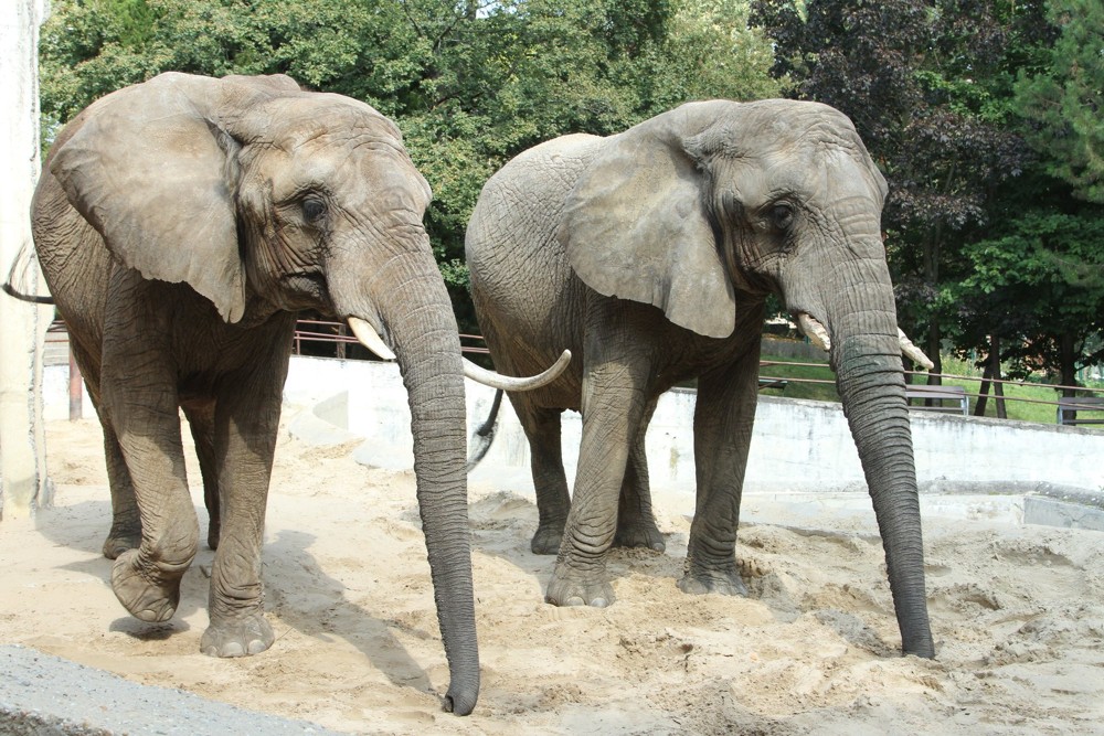 Dva dospelé kráčajúce slony vo výbehu žijúce v ZOO Bojnice