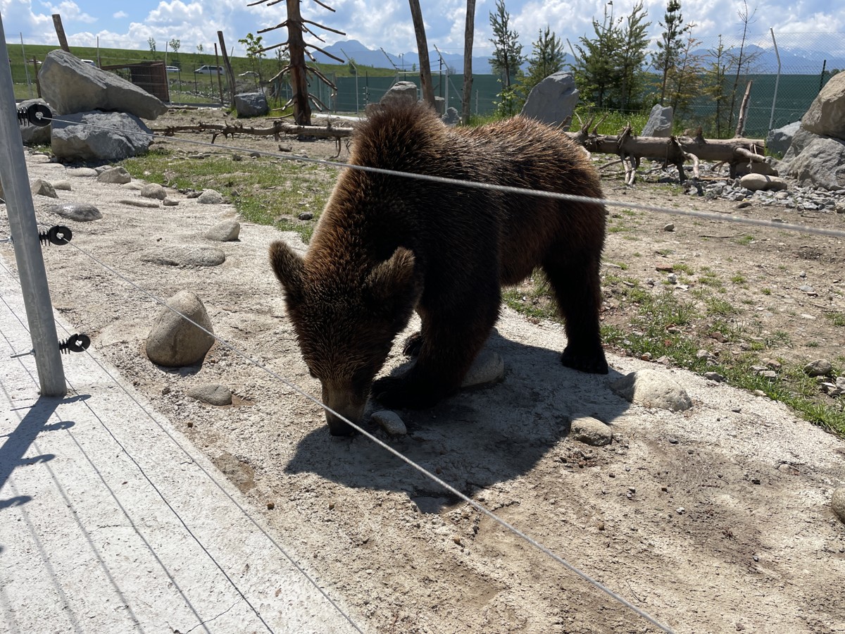 Medveď skúma nosom pachy vo svojom výbehu