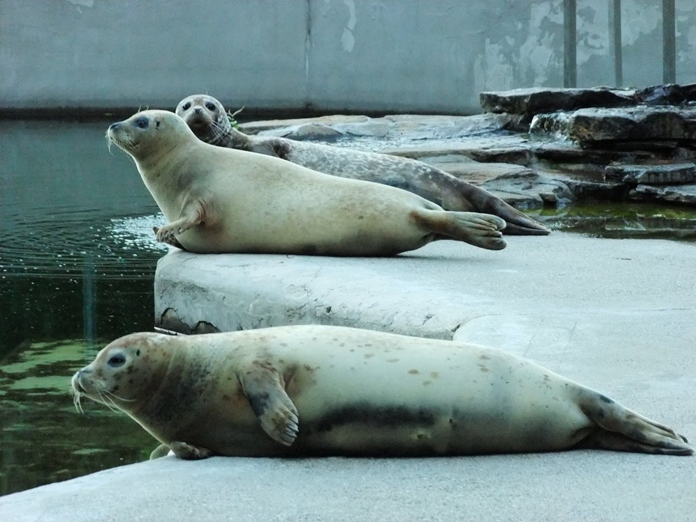 Tri tulene oddychujú vo svojom výbehu pri vode