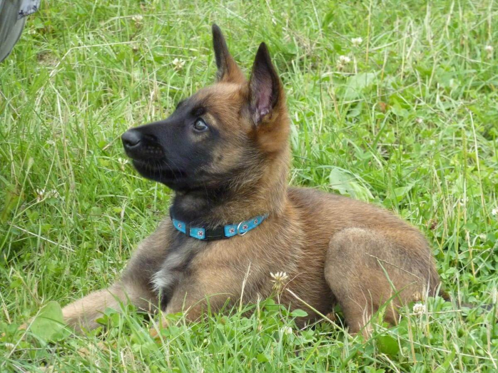 Hnedé šteniatko s modrým obojkom leží v tráve a sleduje okolie.