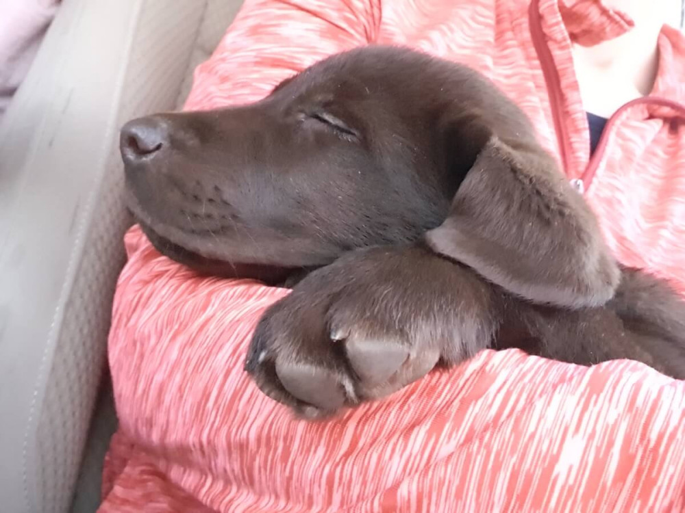 Hnedé šteniatko labradora spí žene na rukách.