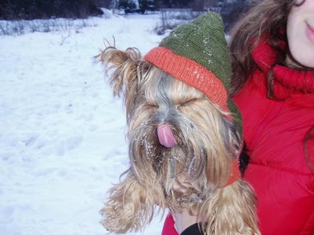 Jorkšír v kabátiku na snehu si oblizuje ňufáčik.