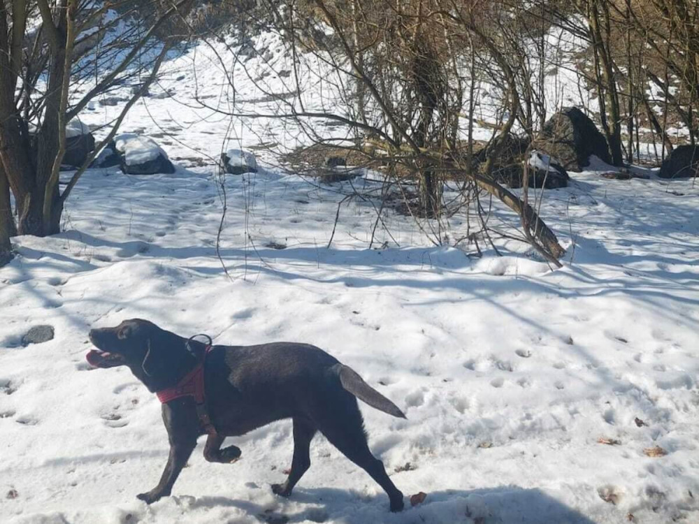 Pes v červenom postroji spokojne kráča po snehu v lese.