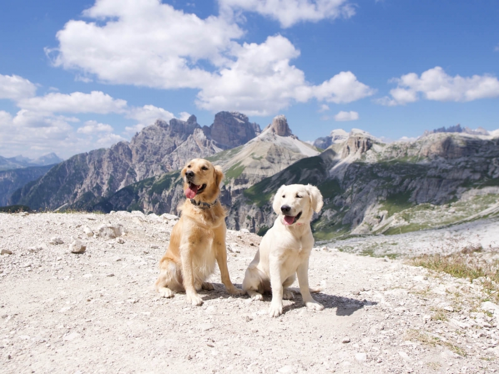 Dvaja psy, zlatí retrieveri navýlete v talianskych Dolomitoch na štítoch Tre Cime di Lavaredo.