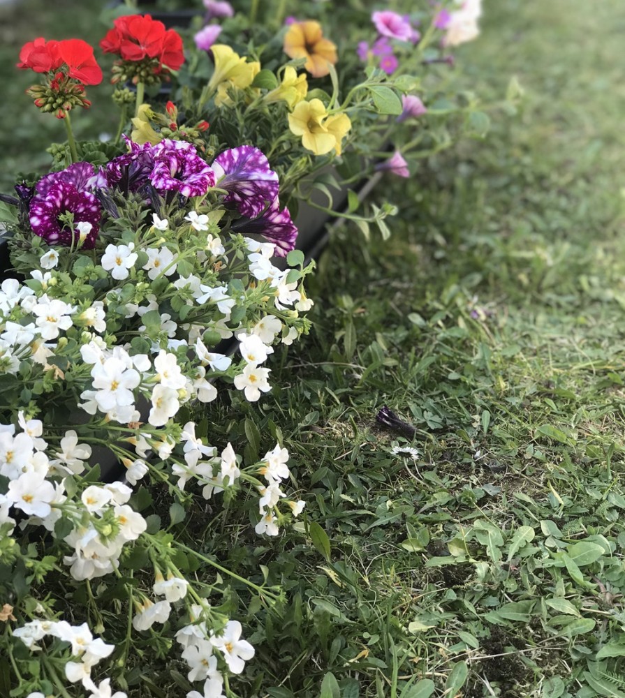 jarné kvety bielej, fialovej, červenej a žltej farby v kvetináči na trávniku