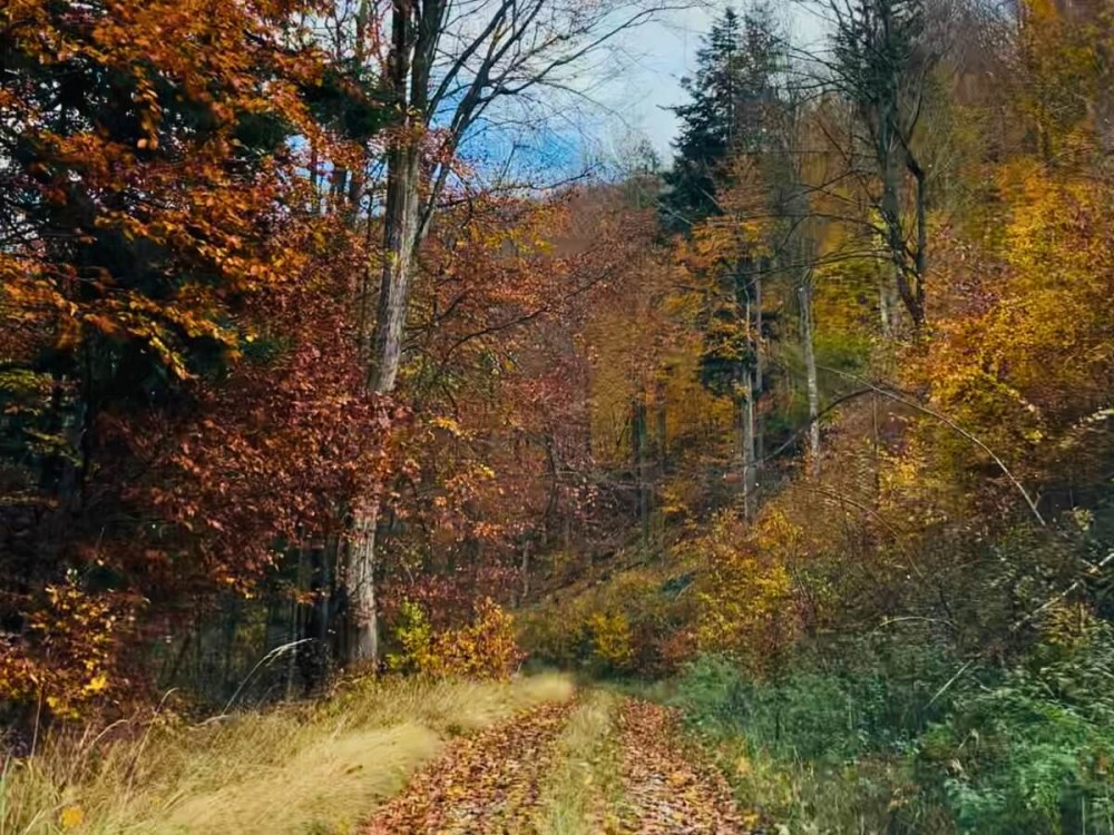 Jesenná cestička v lese.