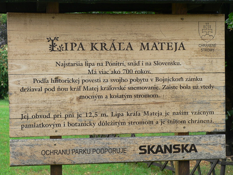 Lipa Kráľa Mateja. Jeden z najstarších stromov na Slovensku