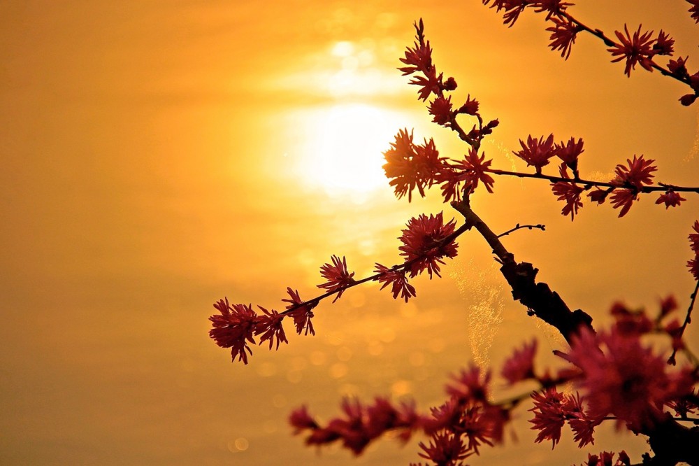 zapad slnka zafarbil oblohu na oranžovo, v popredí vidieť kvitnúci konár