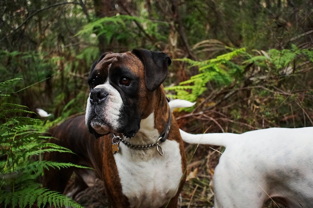 Pes plemena Boxer v lese na prechádzke