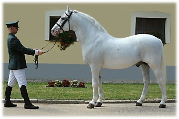 Biely kôň v národnom žrebčíne Topoľčianky